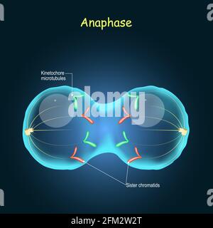 Anafase. Divisione cellulare nella riproduzione sessuale. Stadio di mitosi. I cromosomi vengono spostati su poli opposti della cellula. Illustrazione Vettoriale