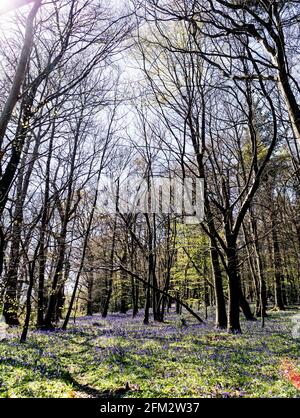 Pewley Downs nel Surrey Hills Guildford Surrey UK Foto Stock