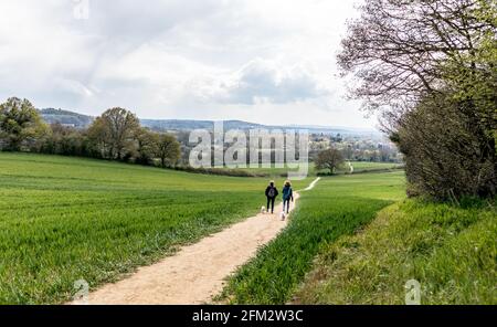 Pewley Downs nel Surrey Hills Guildford Surrey UK Foto Stock