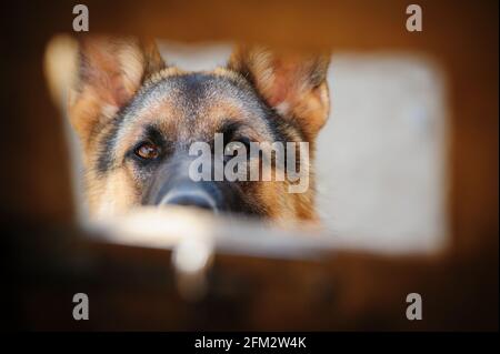 Il pastore tedesco sembra serio attraverso la fessura nella porta Foto Stock