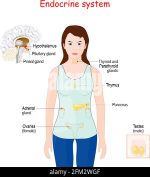 sistema endocrino. Anatomia umana. Silhouette femminile con organi interni evidenziati. Illustrazione Vettoriale