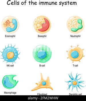 Cellule del sistema immunitario. Globuli bianchi o leucociti: Eosinofili, neutrofili, basofili, macrofagi, fibroblasti, E cellule dendritiche. Vettore Illustrazione Vettoriale