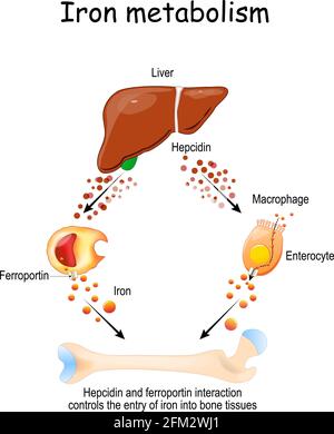 L'Hepcidin e la ferroportina dal fegato al macrofago e all'enterocita controllano l'ingresso del ferro nei tessuti ossei. Illustrazione Vettoriale