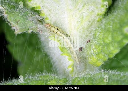 Bruco di Pyraosta aurata su pianta di menta. Questo è un parassita di menzetti. Foto Stock