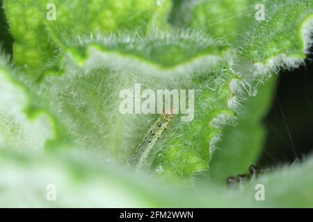 Bruco di Pyraosta aurata su pianta di menta. Questo è un parassita di menzetti. Foto Stock