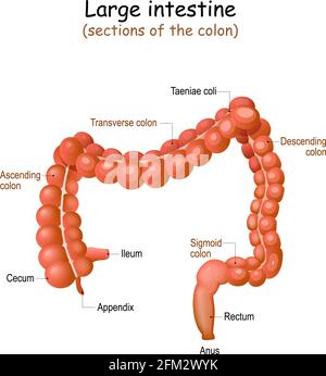 Anatomia dell'intestino crasso. Struttura del colon umano. Illustrazione vettoriale Illustrazione Vettoriale