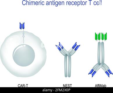 Immunoterapia per il cancro. Trattamento del cancro. Dotato di CELLULE T AUTO che possono riconoscere e combattere il tumore infetto Illustrazione Vettoriale