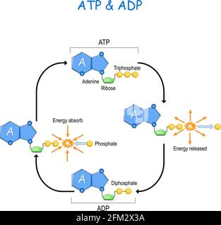 ATP ciclo ADP. Trasferimento di energia intracellulare. L'energia assorbita e l'energia rilasciata in una cella. Adenosina trifosfato (ATP) e adenosina difosfato ADP Illustrazione Vettoriale