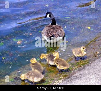 L'oca canadese e i cuccioli nati di recente mangiano e nuotano al lago Fairhaven, St Annes on Sea, Fylde, Lancashire, Inghilterra. Foto Stock