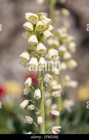 Primo piano di un giglio persiano (frisillarai persica) pianta in fiore Foto Stock