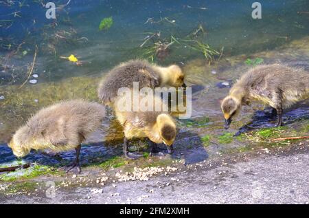 I cuccioli d'oca del Canada mangiano e nuotano al lago Fairhaven, St Annes on Sea, Fylde, Lancashire, Inghilterra. Foto Stock