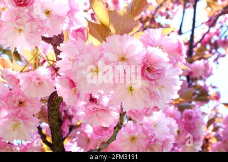 Albero sakura in fiore primaverile con bellissimi fiori rosa. Ciliegio giapponese 'Kanzan', Prunus serrulata Kanzan Foto Stock