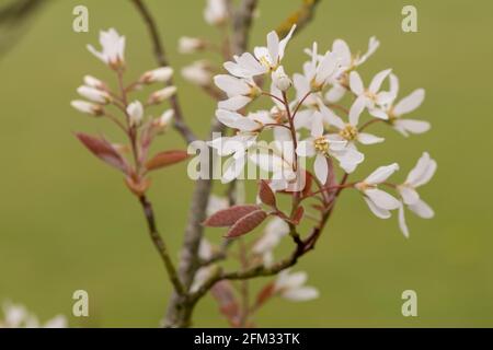 Primo piano di fiori di gelso liscio (amalchier laevis) in fiore Foto Stock