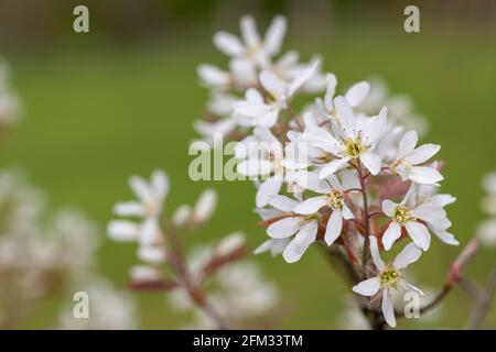 Primo piano di fiori di gelso liscio (amalchier laevis) in fiore Foto Stock
