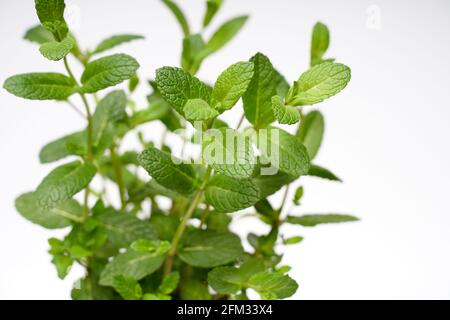 Pepe menta verde pianta che cresce su sfondo bianco isolato Foto Stock