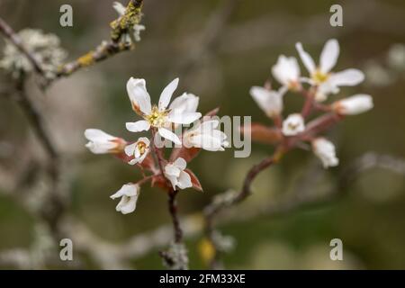 Primo piano di fiori di gelso liscio (amalchier laevis) in fiore Foto Stock