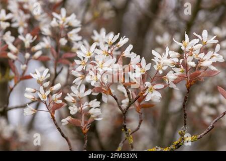 Primo piano di fiori di gelso liscio (amalchier laevis) in fiore Foto Stock