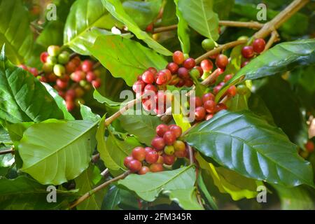 Primo piano di bacche fresche di caffè arabica che crescono su un albero, Thailandia Foto Stock