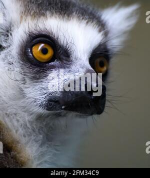 Un ritratto di un Lemur con coda ad anello Foto Stock