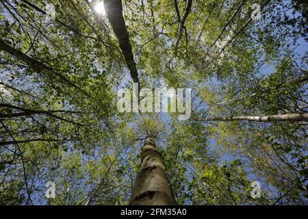 Betulla argentata (Betula pendula) vista degli alberi dal basso guardando verso l'alto Foto Stock