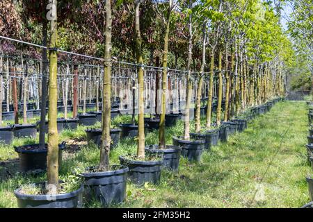 Coltivando e coltivando alberi e piante in pentole Foto Stock