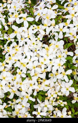 Fiore bianco arrampicata su una recinzione lungo il lungomare di Steveston In British Columbia Canada Foto Stock