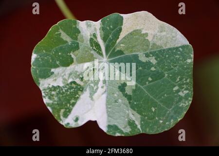 Una foglia variegata bianca e verde di Nasturzio Tip Top Alaska, una pianta di erbe commestibili Foto Stock