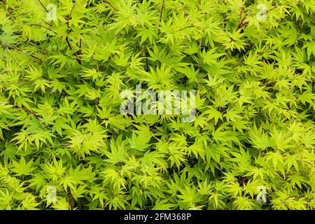 Nuova crescita lussureggiante su un albero decorativo di acero a Steveston British Columbi Canada Foto Stock
