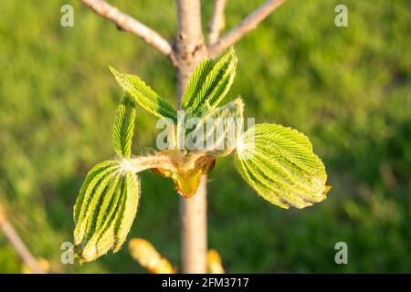 Foglie di castagno giovani in fiore contro il cielo blu Foto Stock