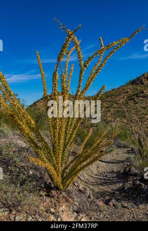 Ocotillo, Fouquieria splendens, nel Parco Nazionale di Saguaro, Tucson Mountain District, Arizona, Stati Uniti Foto Stock