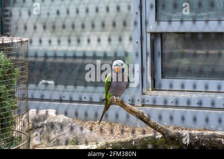 Pappagallo colorato adorabile seduto sul ramo sullo sfondo di una finestra Foto Stock