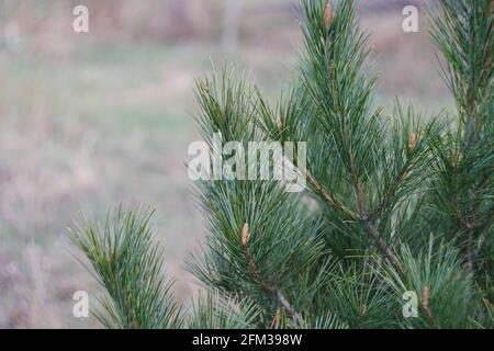 Ramoscelli di cedro dell'Estremo Oriente con germogli di primavera giovani, succosi e resinose. Messa a fuoco selettiva. Foto Stock