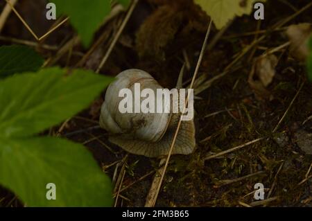 Lumaca romana, Helix pomatia Foto Stock