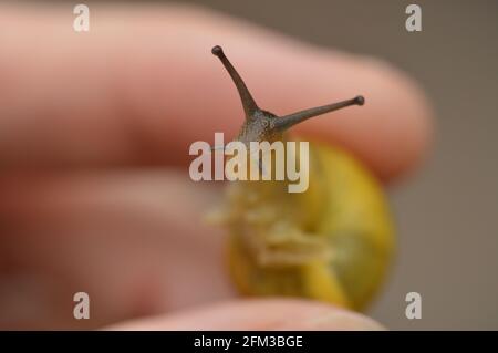 Tenendo una lumaca gialla carina e felice Foto Stock