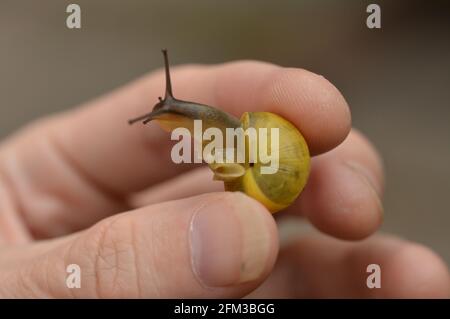 Tenendo una lumaca gialla carina e felice Foto Stock