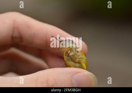 Tenendo una lumaca gialla carina e felice Foto Stock