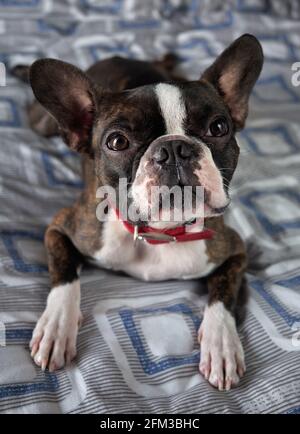 Closeup ritratto di bella boston terrier pura razza divertente faccia, posa a letto, guardando in su Foto Stock