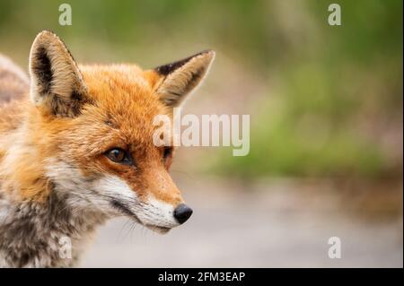 Ritratto della volpe rossa maschile Foto Stock