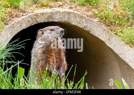 Primo piano immagine isolata di un groundhog (monax di marmota) all'ingresso di un tubo di drenaggio della pioggia di cemento nel Maryland, USA. Il roditore si trova in posizione verticale sulla stessa Foto Stock