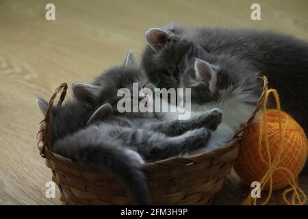 I piccoli gattini tabbiani grigi blu dormono in un cestino all'interno. I gattini carini dormono in un cestino. Foto Stock