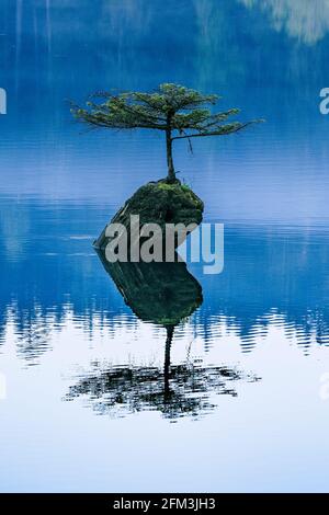 Albero bonsai naturale, lago Fairy, British Columbia, Canada Foto Stock