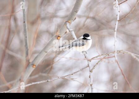 Chickadee con tappo nero (Mésange à tête noire - atricapillus di Poecile) In Québec inverno Foto Stock