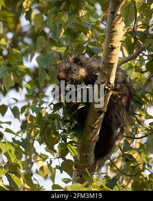 Porcupine (Erethizon dorsatum) Navigare su foglie verdi in alto in Balsam Pioppo albero (Populus balsamifera) Foto Stock