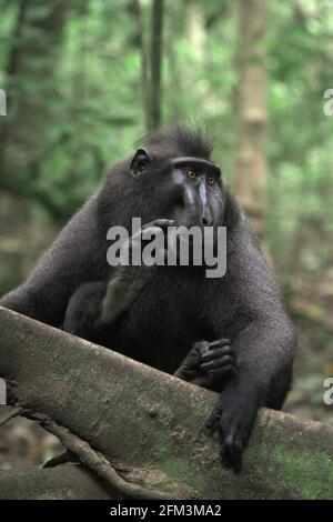 Ritratto di un macaco sulawesi nero-crested (Macaca nigra) maschio alfa individuo che sembra mostrare sempre la fiducia, la calma e, sorprendentemente, gesti gentili mentre si è intorno agli esseri umani nella foresta di Tangkoko, Sulawesi del Nord, Indonesia. È cresciuto e ha raggiunto la posizione più alta nella truppa senza alcune delle sue dita di sinistra che la perdita per un incidente. Nel fattore di personalità 'audace', un maschio di macaco crested solitamente 'reacts forte verso la situazione minacciosa, ' secondo un gruppo di scienziati guidati da Christof Neumann in un articolo scientifico pubblicato nell'agosto 2013. Foto Stock