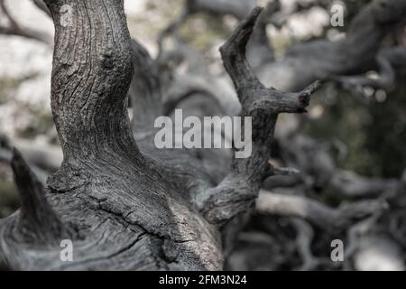 Guardando verso il basso il tronco di UN albero grigio asciutto Nel Parco Nazionale del Great Basin Foto Stock