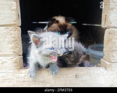 Gatto e piccoli gattini. Cuccioli neonati da vicino. Tre gattini e un gatto. Foto Stock