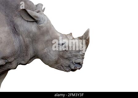 Testa di Rhino isolata e ravvicinata, vista laterale o profilo di Rhino grigio su sfondo bianco. Foto Stock