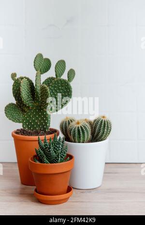 Cactus e pianta succulente in pentole sulla tavola, piante della casa Foto Stock