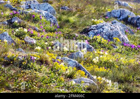 Svaty kopecek, Mikulov, Jizni Morava, Ceska republika / la collina Holly, Mikulov città, Moravia del Sud, repubblica Ceca Foto Stock