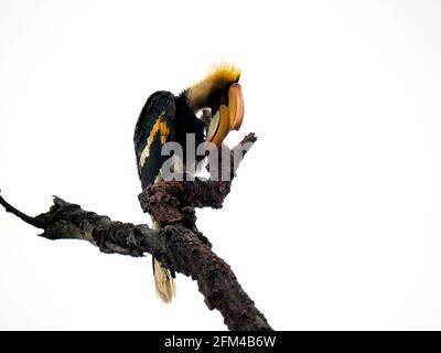 La grande hornbill (Buceros bicornis), conosciuta anche come la botola di cornuta concava, la grande botola indiana o la grande botola di cornuta in natura Foto Stock